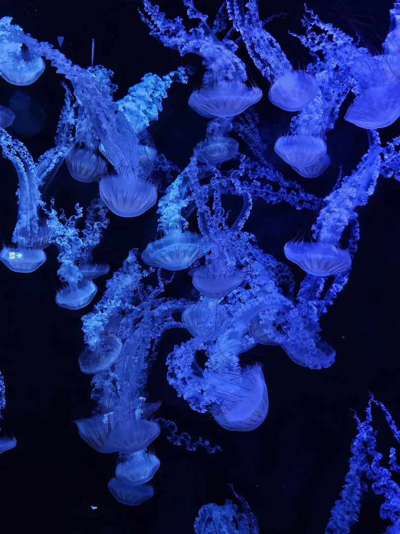 Bannière du profil de _ari_