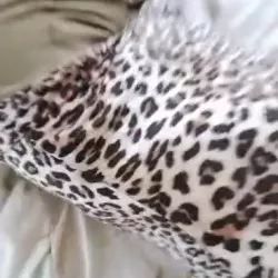 Vidéo similaire de Besac