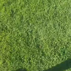 Vidéo de Deessesonia