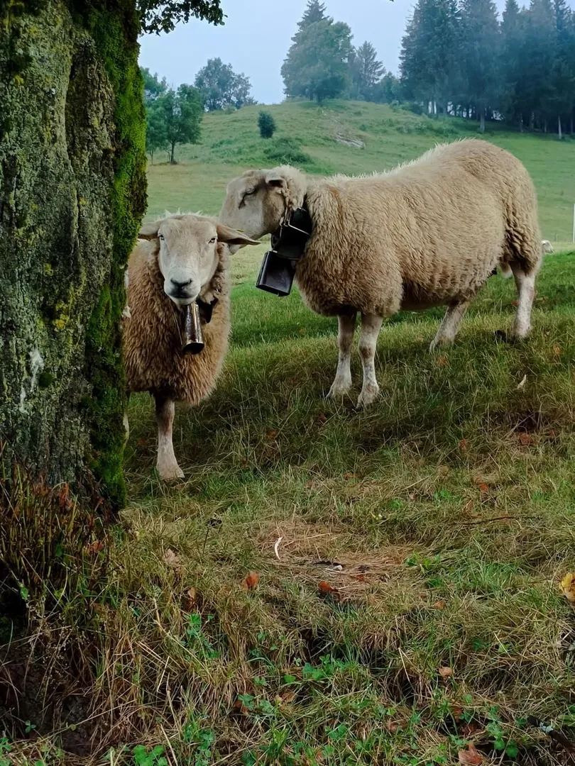 Photo de Fleur_de_rose - MYM