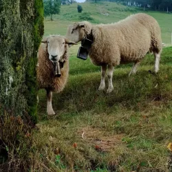 Photo de Fleur_de_rose