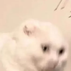 Photo de profil de Exclusiv