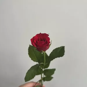 Photo de profil de Maddiie